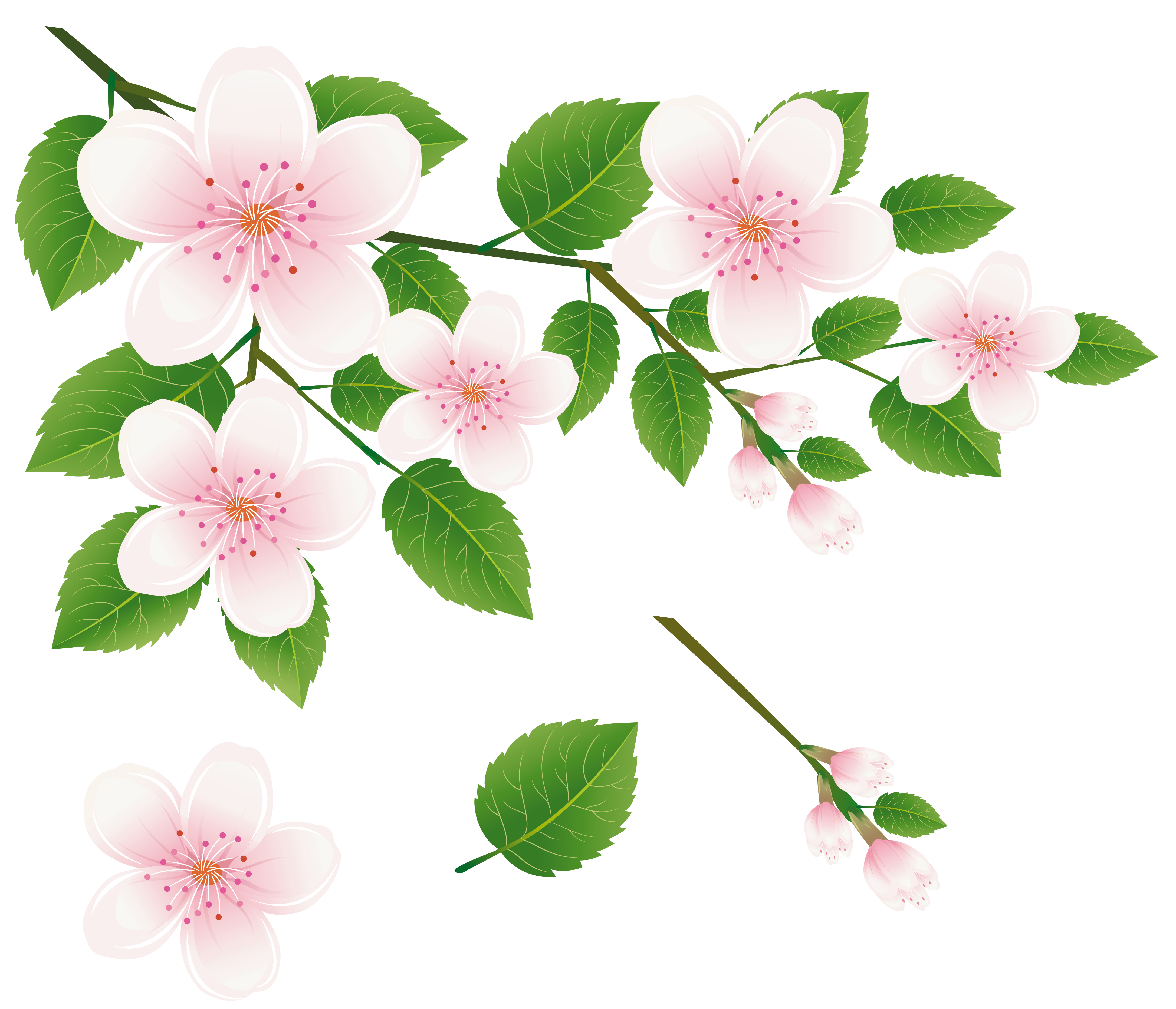 Spring Tree Branch with Flowers PNG Clipart Picture 