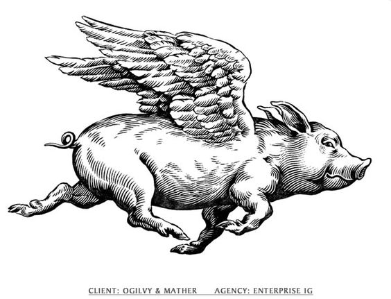 Flying Pig line drawing 