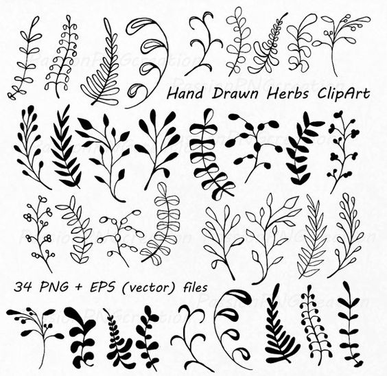 Hand Drawn Herbs Clipart, Leaves clip art, Herbs Silhouette, PNG 