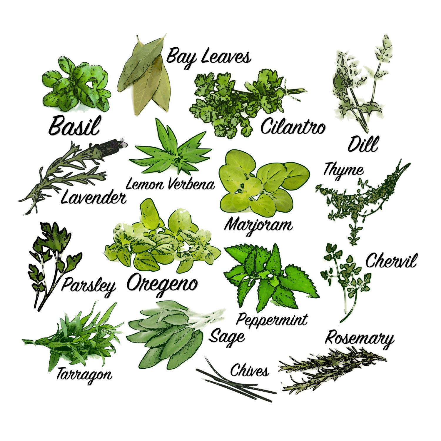 Herbs drawing