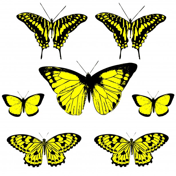 Yellow and black butterfly clipart 