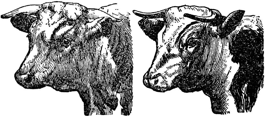 Hereford Cattle 