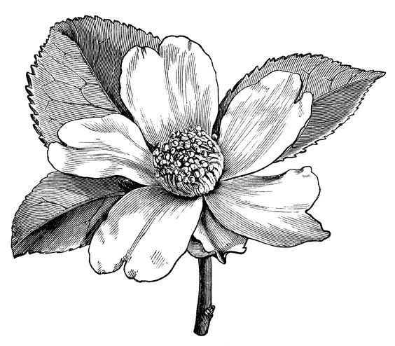 Camellia oleifera, camellia flower illustration, black and white 