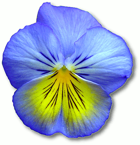 Blue Flower Clip Art Download 