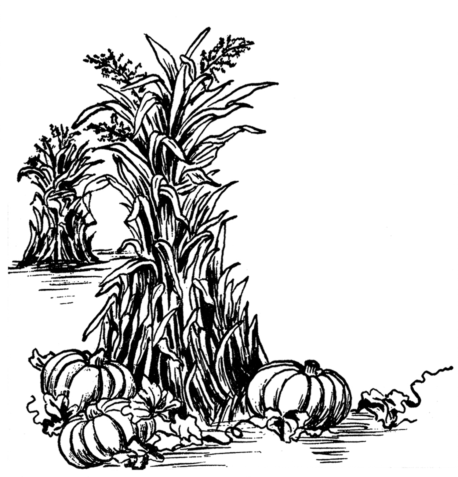 Fall Harvest Clipart 