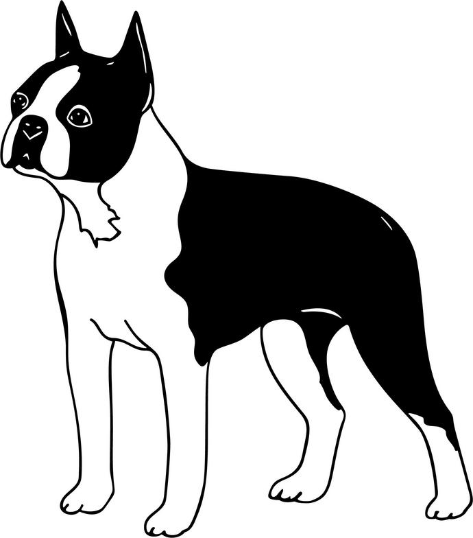 Boston terrier clip art 