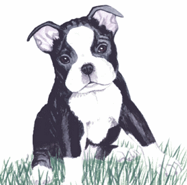 Boston terrier Graphics and Animated Gifs 