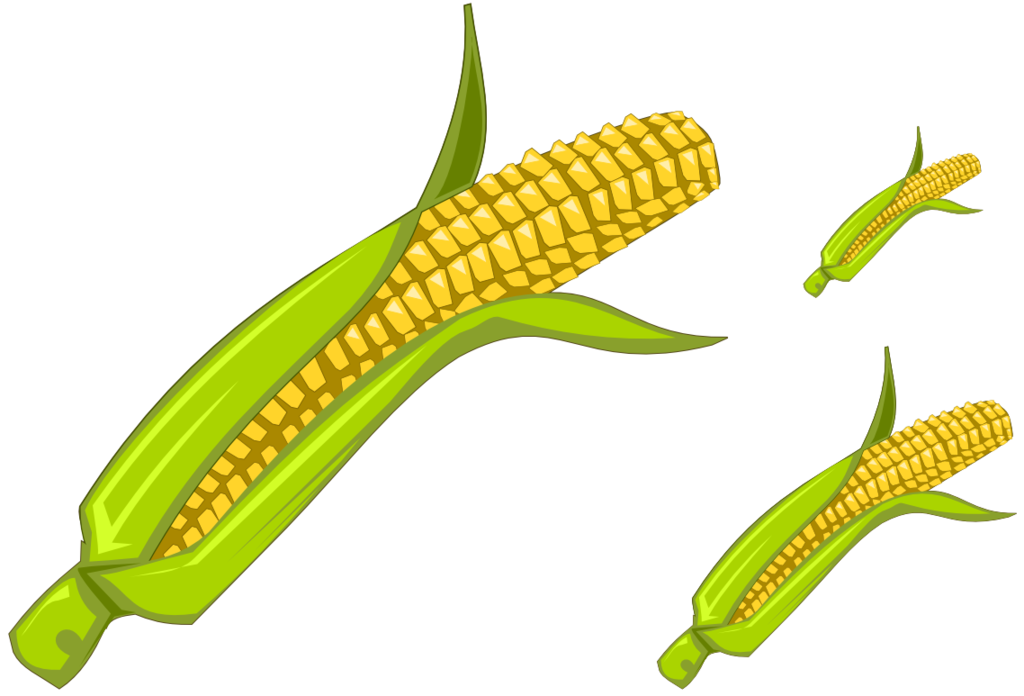 Maize Field Clip Art � Clipart Free Download 