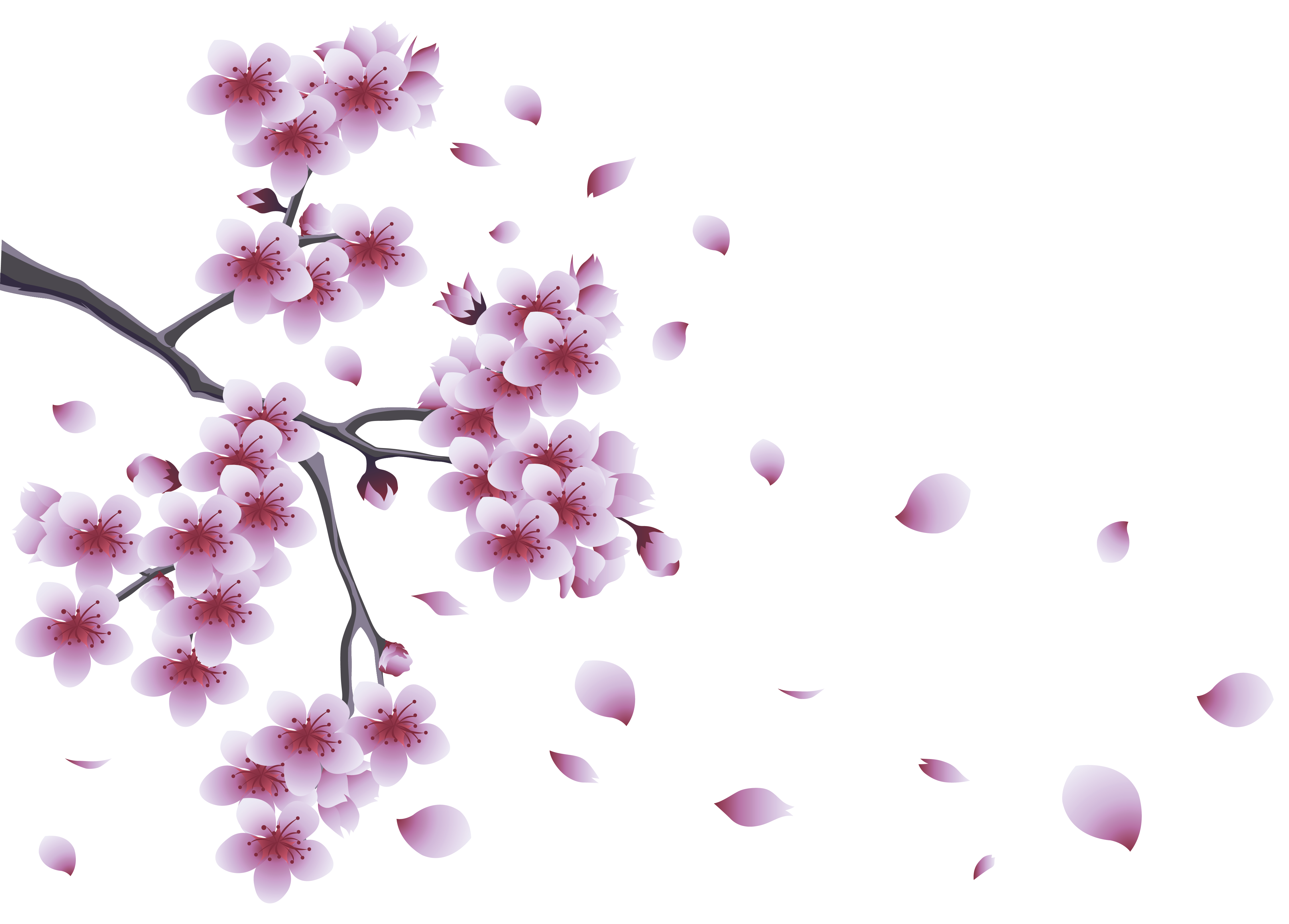 Cherry Blossom Leaves Png Free Logo Image