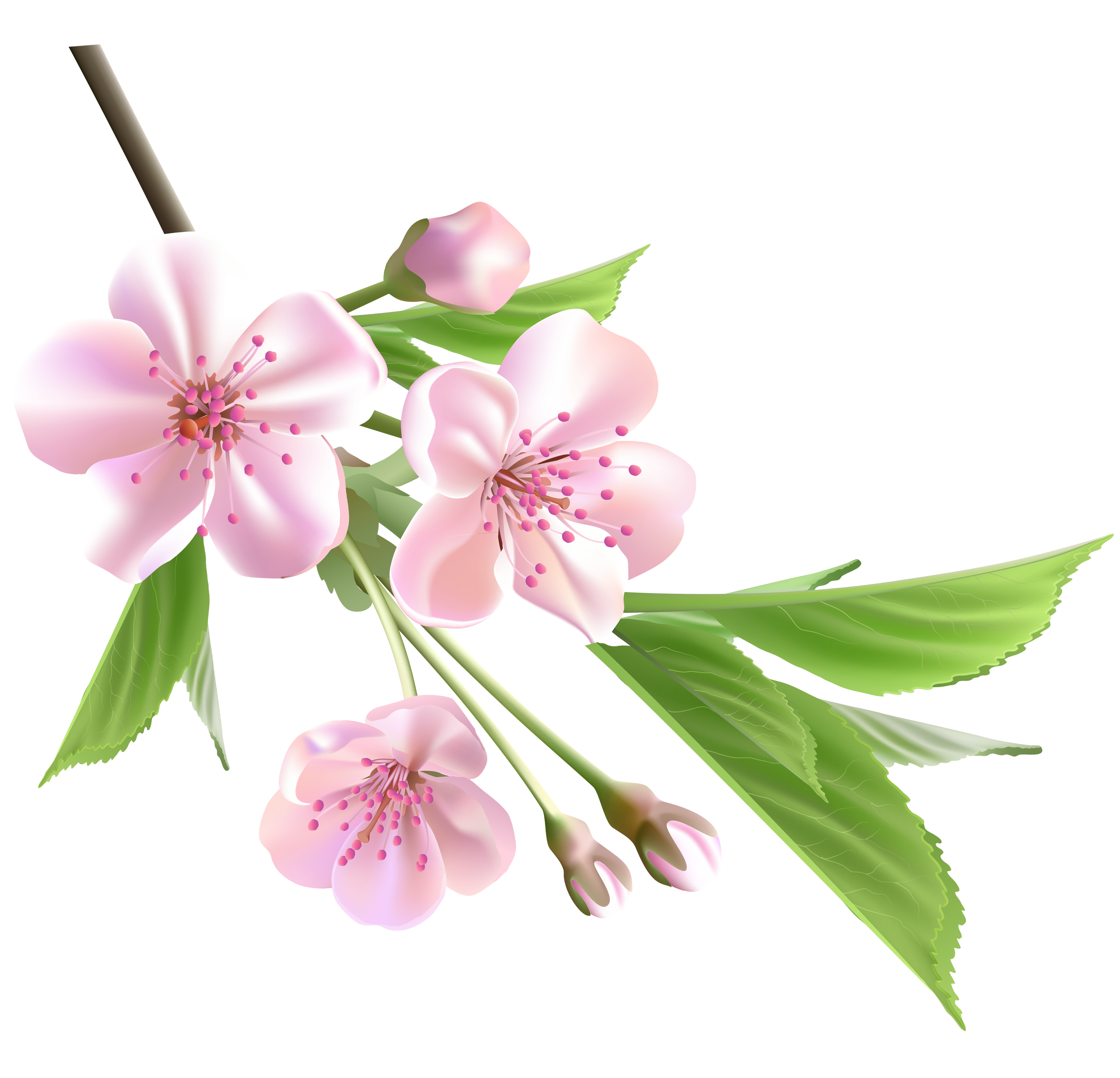 Spring Branch with Pink Tree Flowers PNG Clipart 