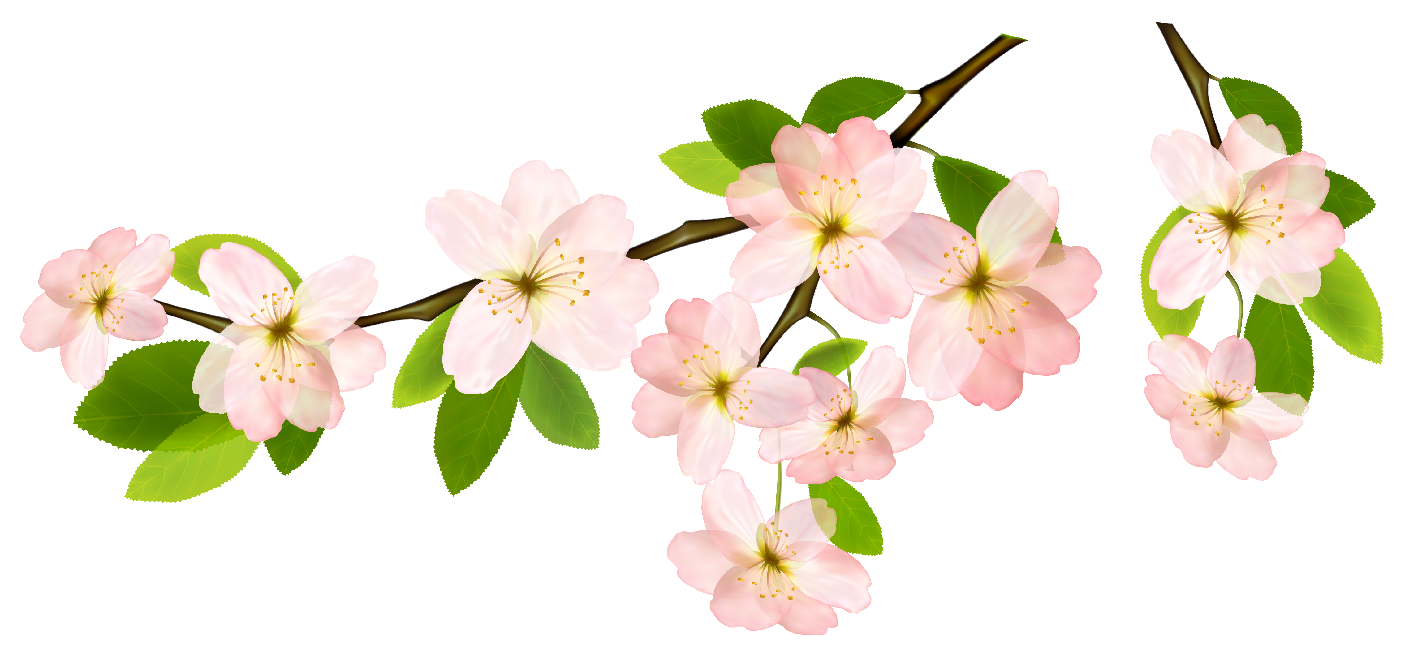 Spring Branch PNG Clipart Picture 