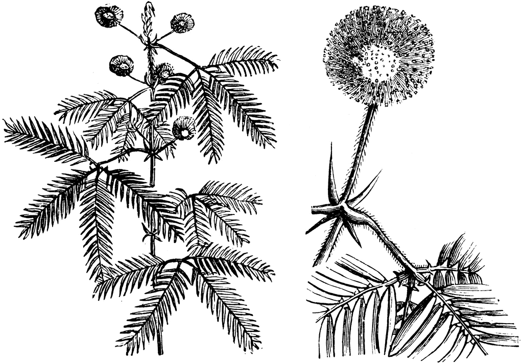 Flowering Branch, Single Flower Head, and Leaf of Mimosa Pudica 