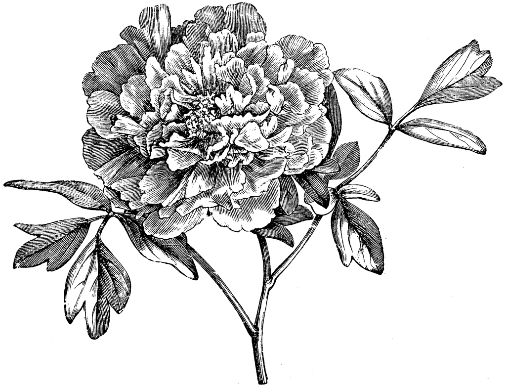 Flowering Branch of Mountain Peony 