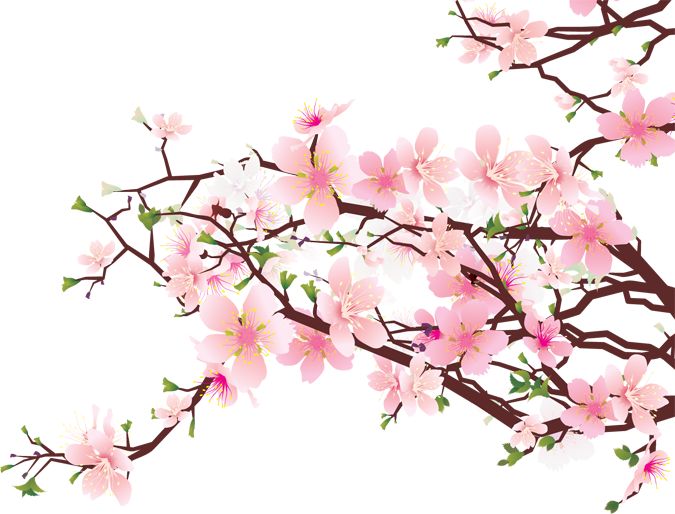 Cherry blossom vector clipart png. 
