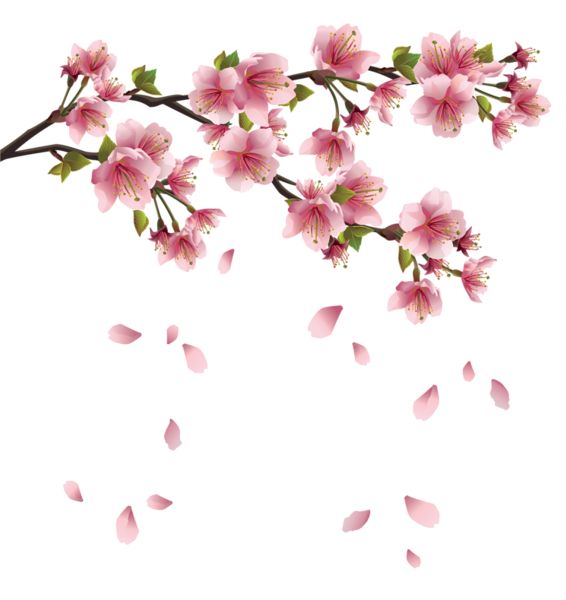 Cherry blossom vector clipart png. 