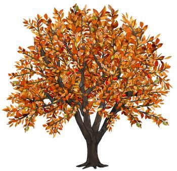 Clip Art Seasons of an Apple Tree 