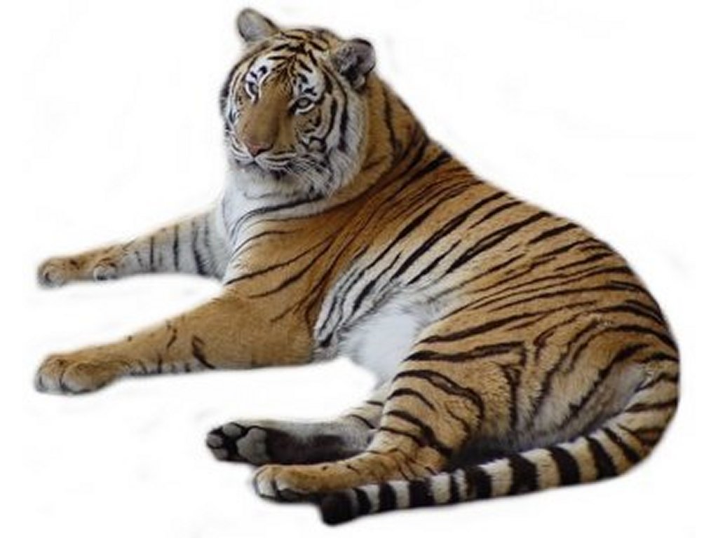 Tiger clip art free 