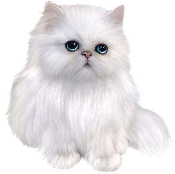 White Persian Cat Clipart 