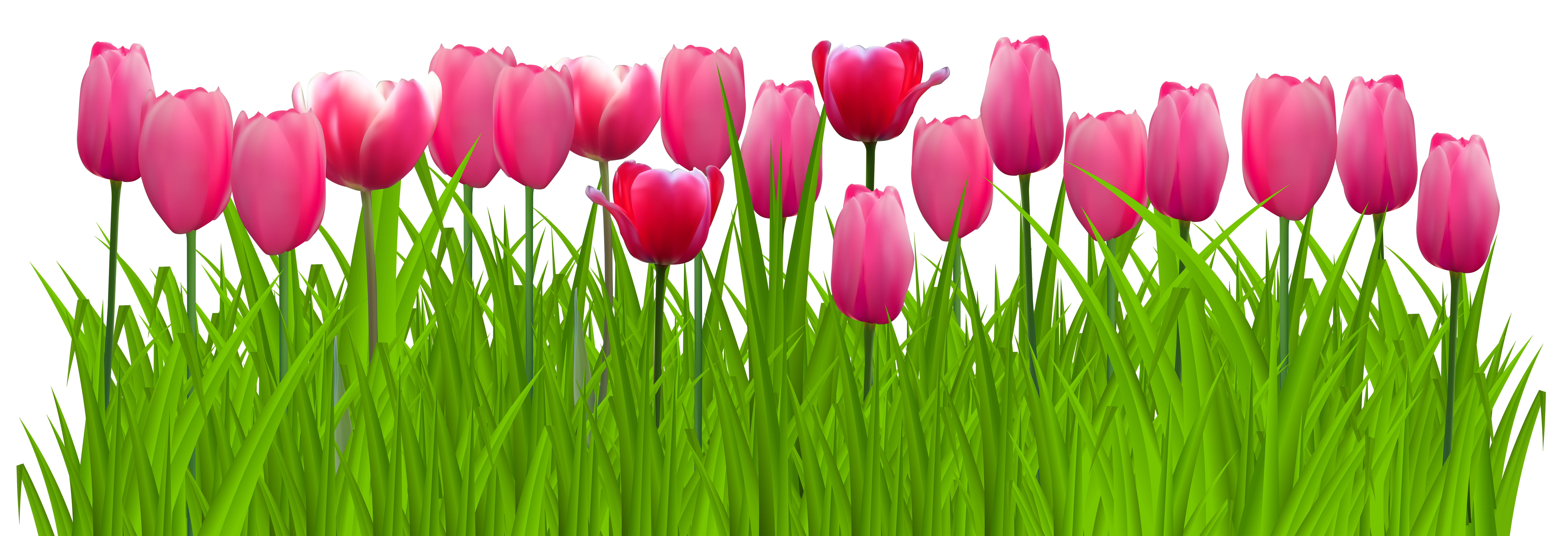 Grass With Colorful Tulips Png Clipart Tulip Border. Snowjet.co 