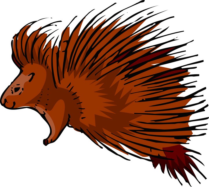 Free Cute Porcupine Cliparts, Download Free Cute Porcupine Cliparts png
