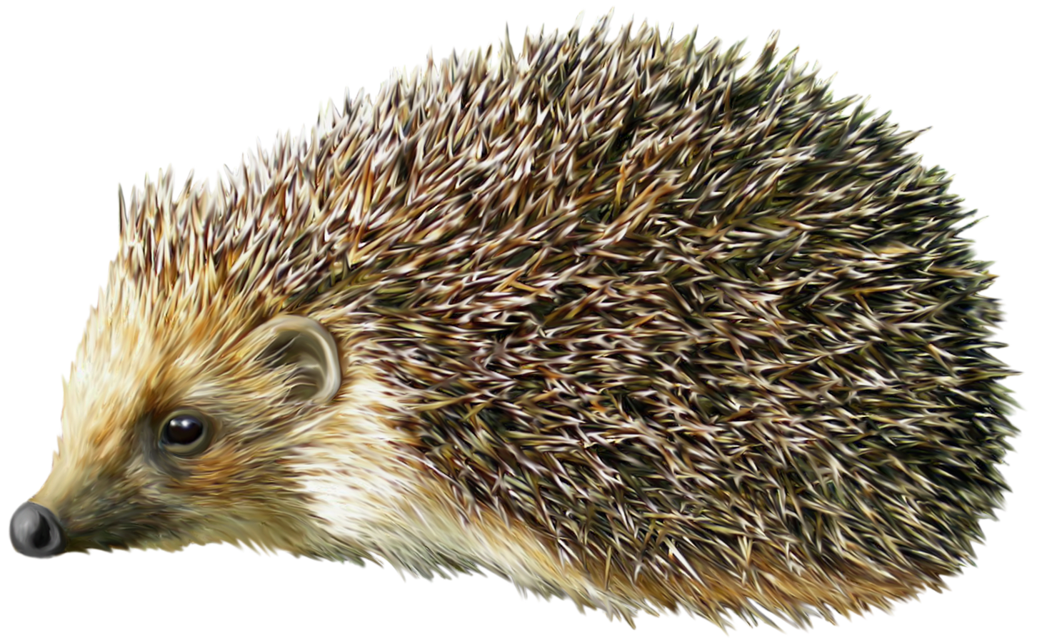 hedgehog clipart pinterest - photo #42