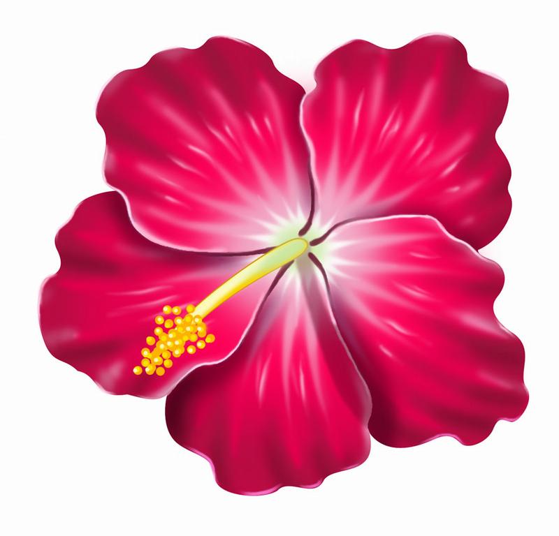 free-hibiscus-flower-cliparts-download-free-hibiscus-flower-cliparts