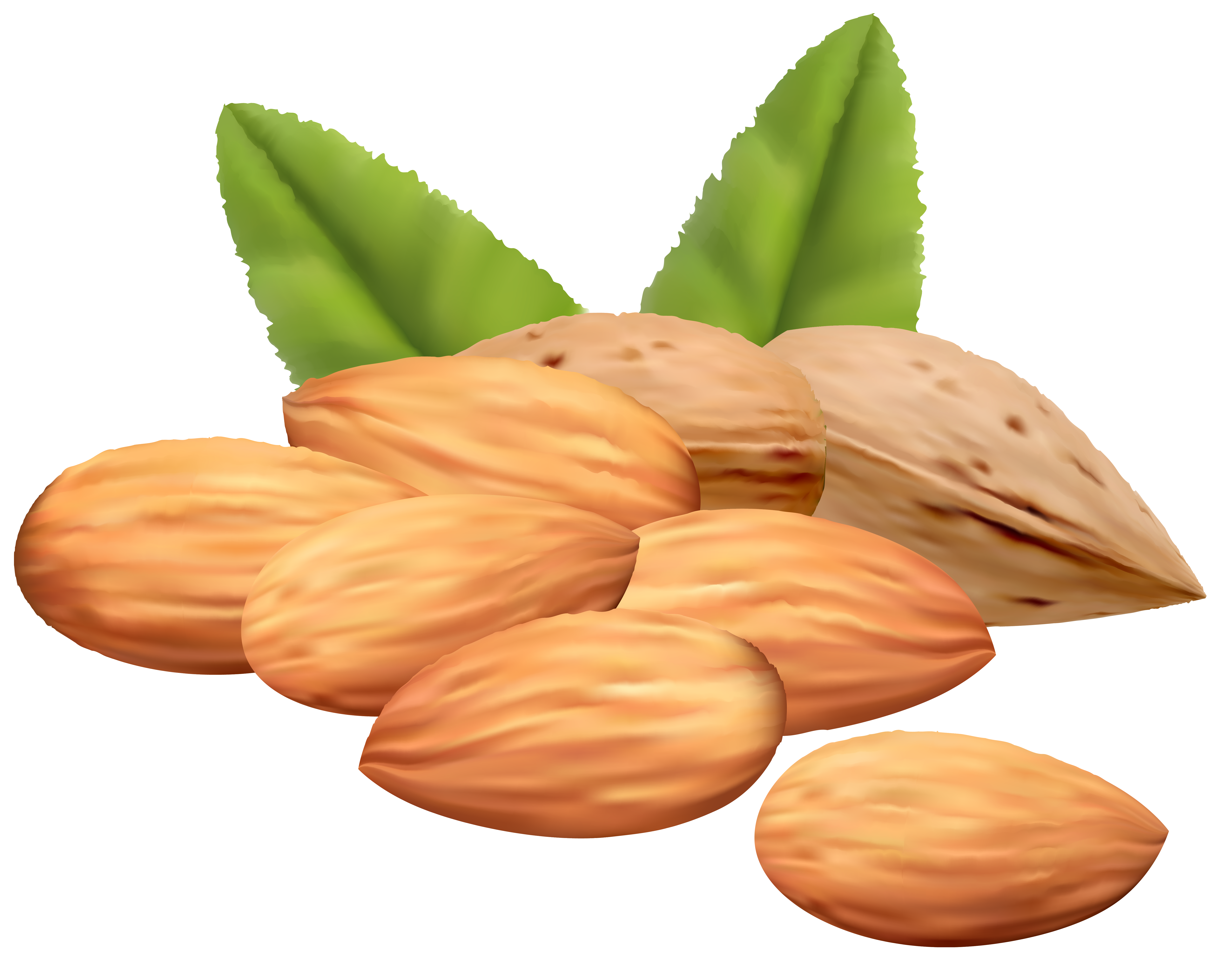 Nuts Clipart 