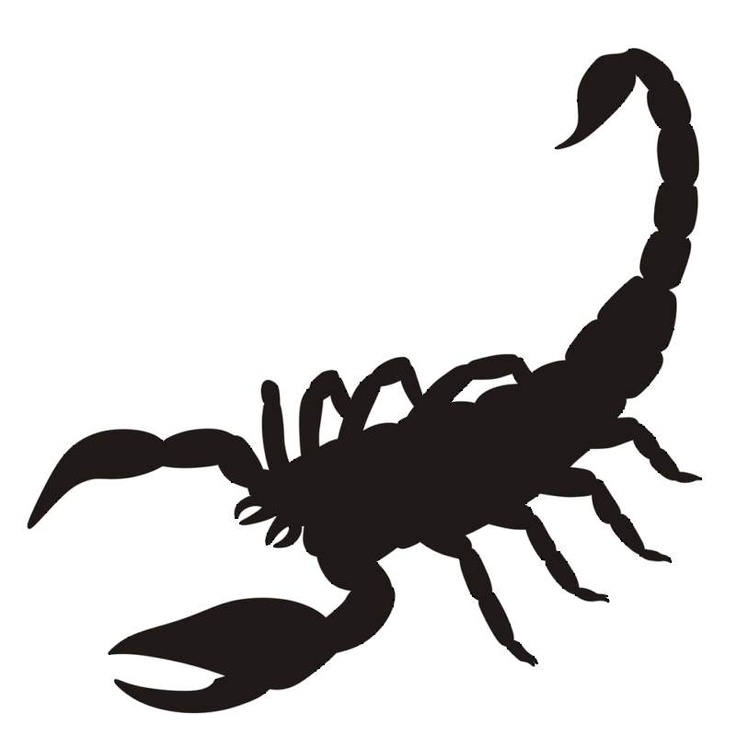 Scorpion Artwork 