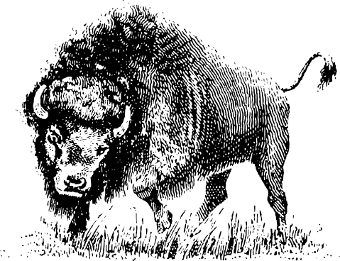 Free Buffalo Clipart, 1 page of Public Domain Clip Art 