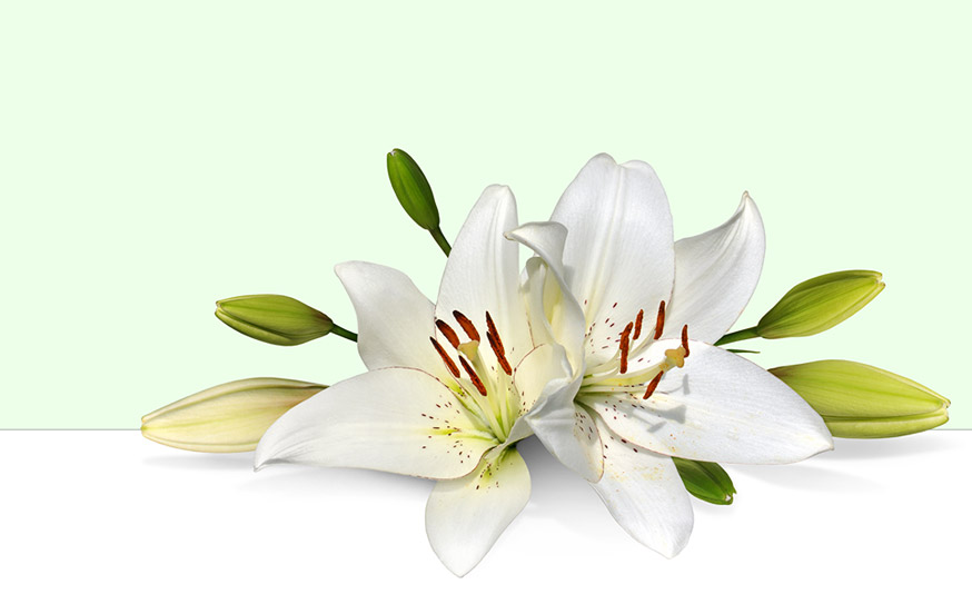Easter row lilies clipart 