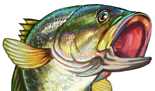 Bass Fish Clipart 