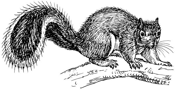 Free Squirrel Clipart, 1 page of Public Domain Clip Art 