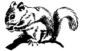 Free Squirrel Clipart, 1 page of free to use image 