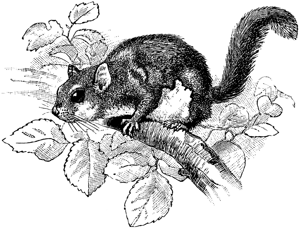 Flying Squirrel Clipart 