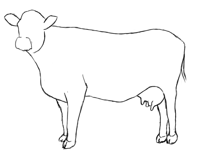 Cow Drawing 