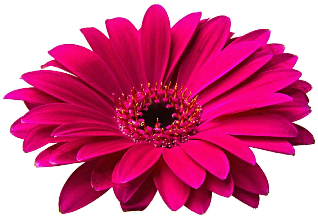 Pink gerbera daisy clipart 