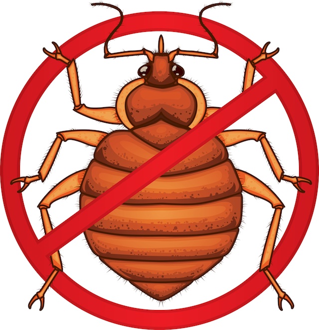 Bed Bug Photos, Clipart Image  Pics: What do Bed Bugs Look Like? 