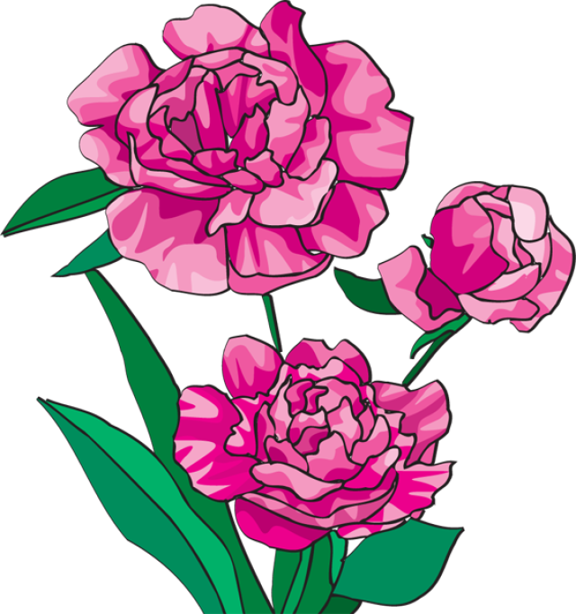 Free Peonies Flower Cliparts Download Free Clip Art Free Clip Art On Clipart Library