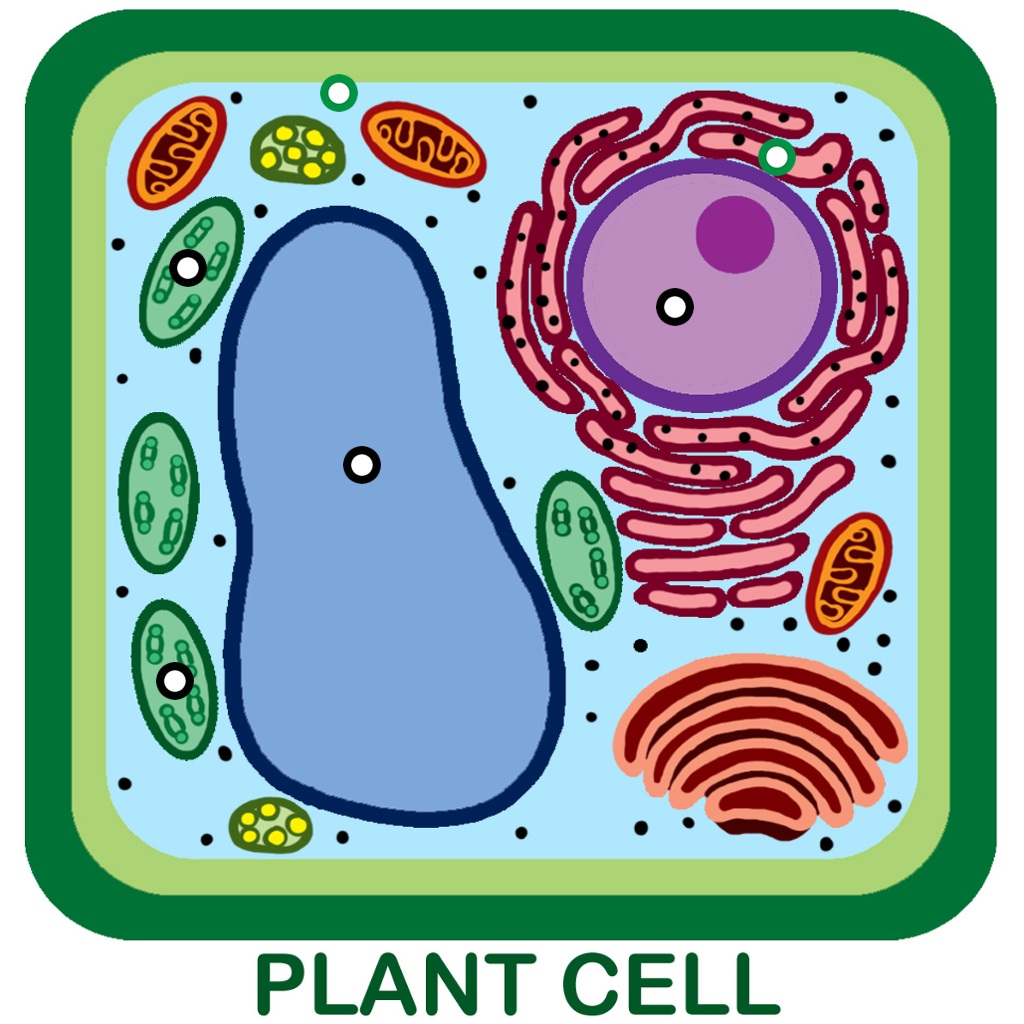 simple plant cell diagram without labels