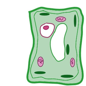 Unlabelled plant cell