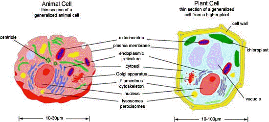 Subcellular Structures In Animal And Plant Cells Clip Art Library
