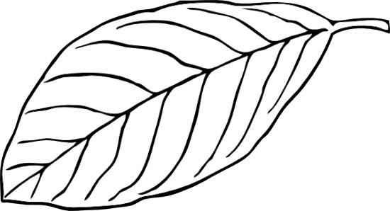 Black And White Leaf Clipart 