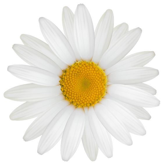 Daisy PNG Clipart Image