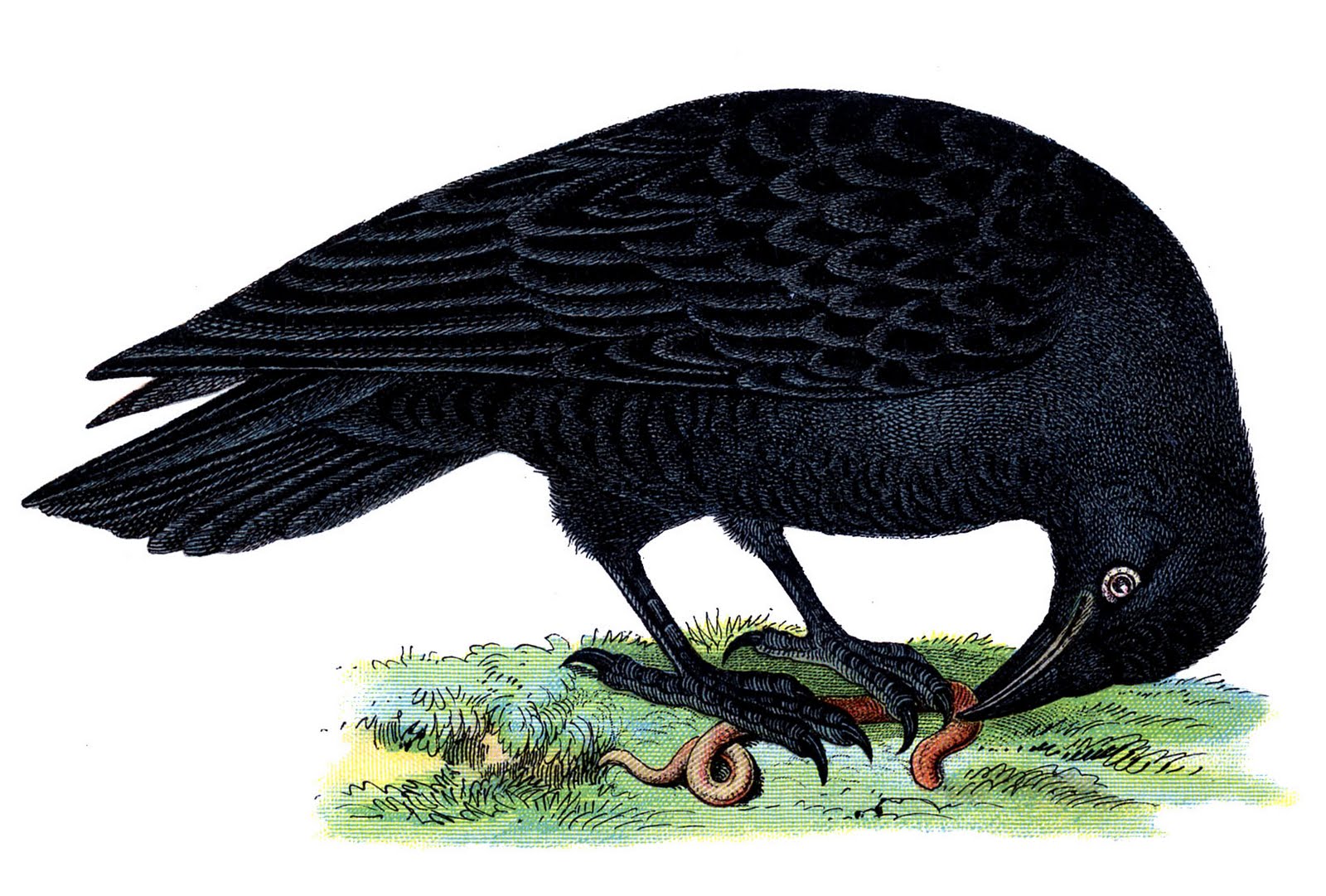 Raven eating food clipart 