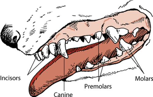 Free Dog Teeth Cliparts, Download Free Dog Teeth Cliparts png images