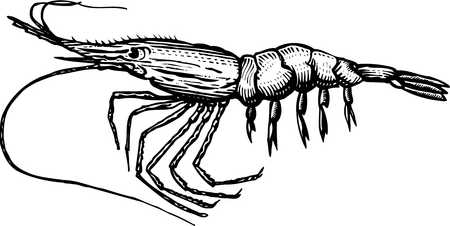 Shrimp Clipart 