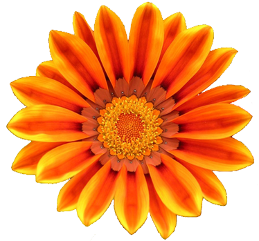 Free Orange Flowers Cliparts, Download Free Orange Flowers Cliparts png