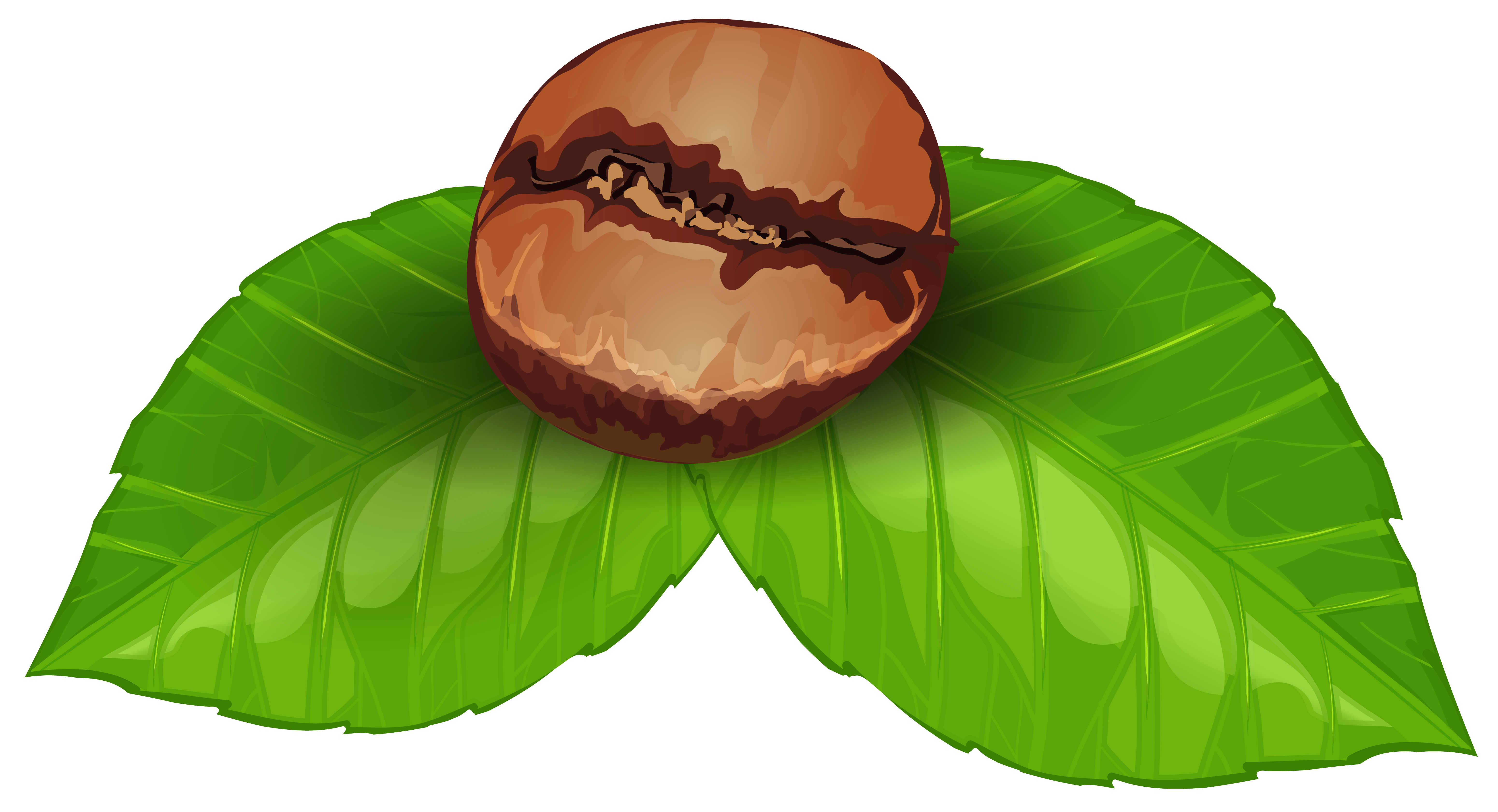 Coffee Bean PNG Clipart Image 
