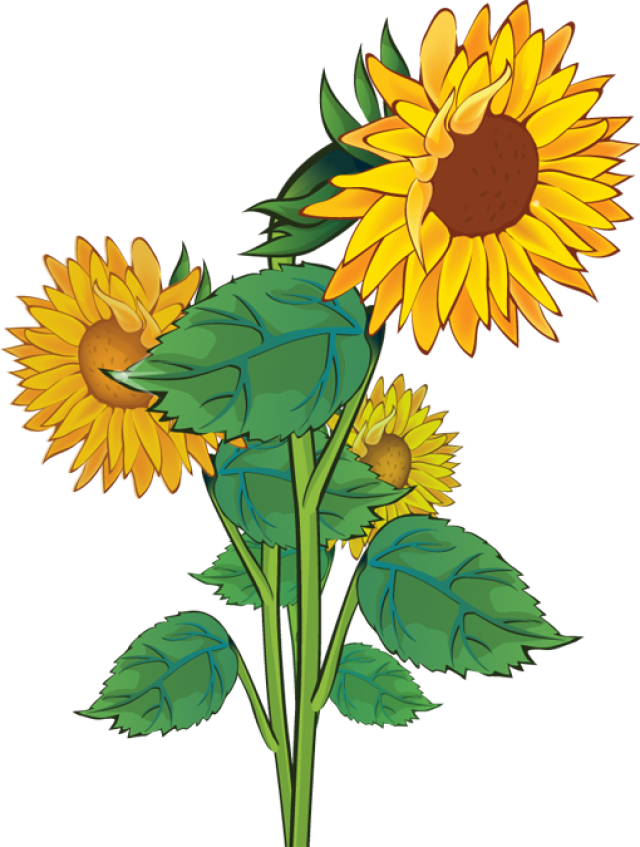Rustic Sunflower Clipart 