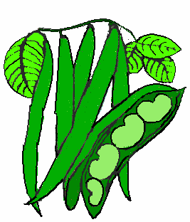 Green bean clipart 